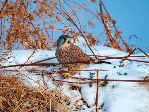 Falco tinnunculus (Photo by Evgeniy Polonskiy)