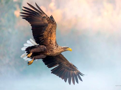 Haliaeetus albicilla (Photo by Sergey Savvy)