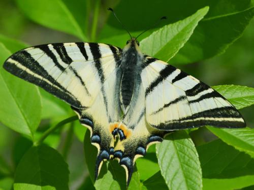 Iphiclides podalirius (Photo by Andrey Steblev)