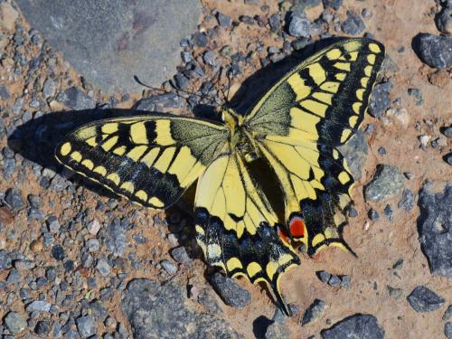 Papilio machaon (Photo by Andrey Steblev)