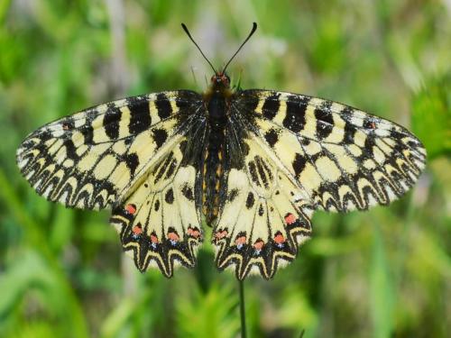 Papilio polyxenes (Photo by Andrey Steblev)