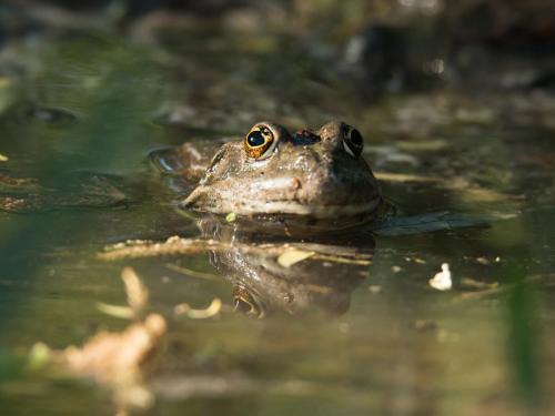 Pelophylax ridibundus (Photo by Aleksey Kashin)